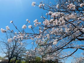 【宮崎営業所】お花見🌸