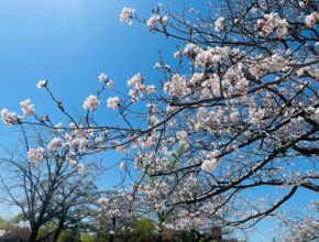 【宮崎営業所】お花見🌸