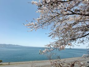 【宮崎営業所】お花見🌸