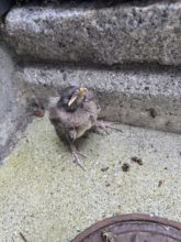 【四国営業所】思わぬ来客⁈🐥🍺