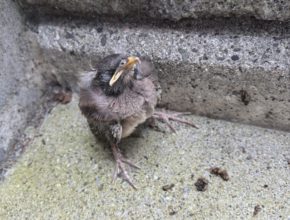 【四国営業所】思わぬ来客⁈🐥🍺