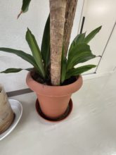 【四国営業所】4年目にして新たな芽🌳