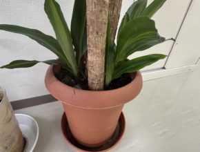 【四国営業所】4年目にして新たな芽🌳