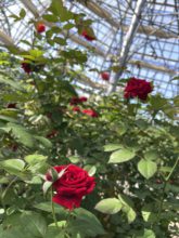 【大分本店】秋のバラ