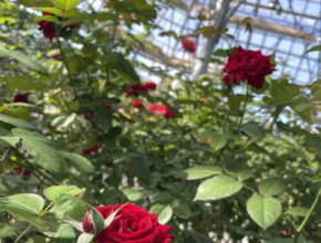 【大分本店】秋のバラ