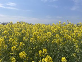 【大分本社】🌷春🌷