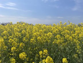 【大分本社】🌷春🌷