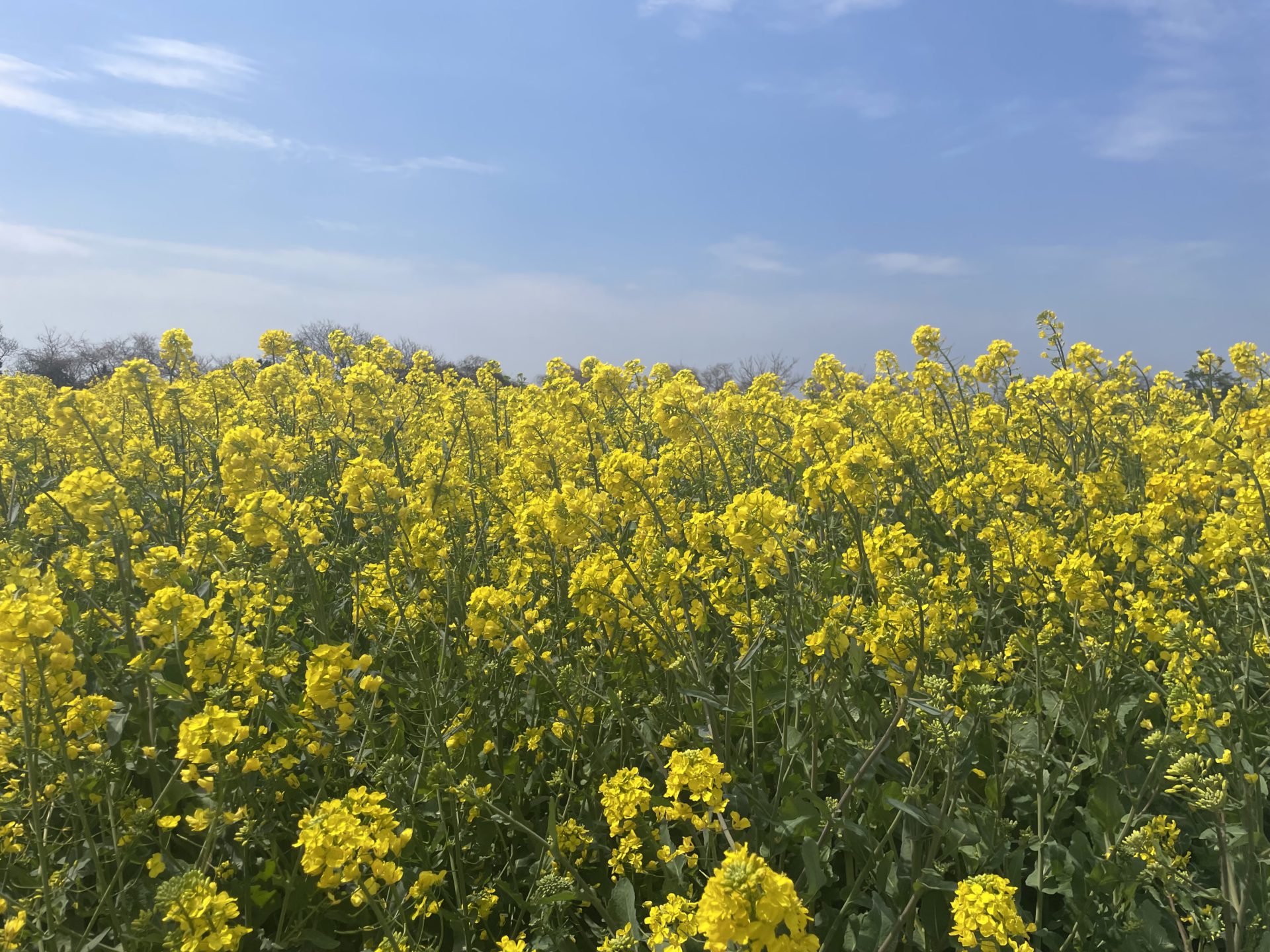 【大分本社】🌷春🌷