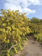 春を先取り🌸【大分本社】