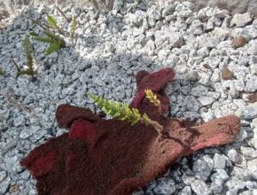 【大分本社】これからの季節に🌳