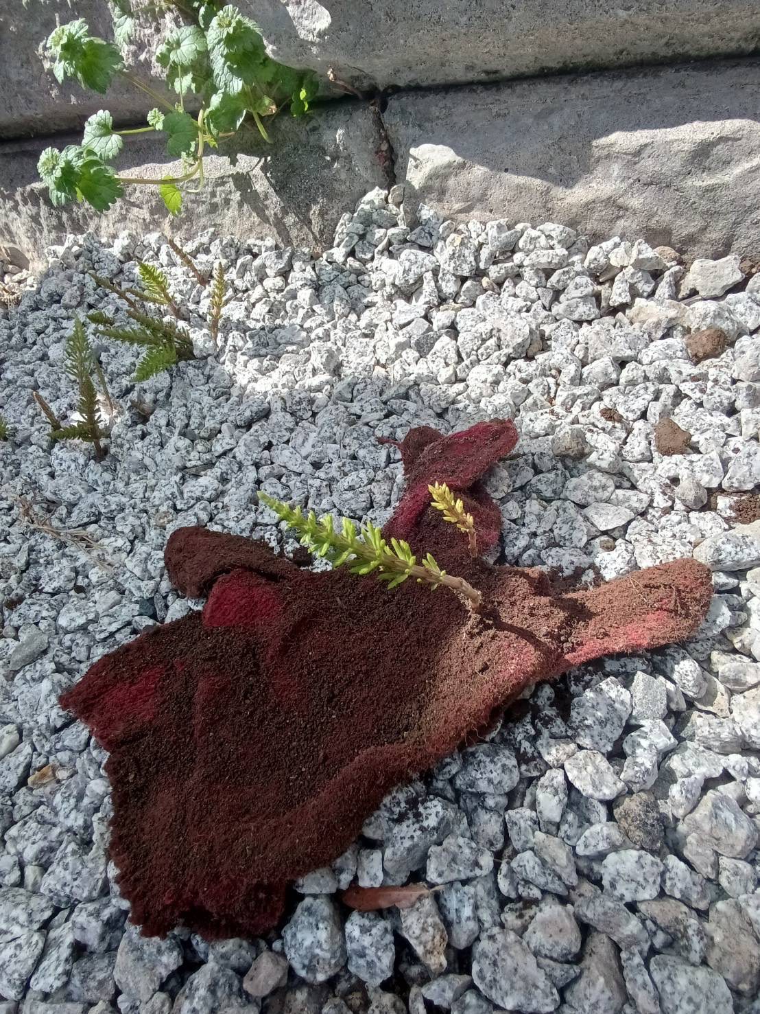 【大分本社】これからの季節に🌳