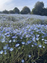 【大分本社】お花見BOOM