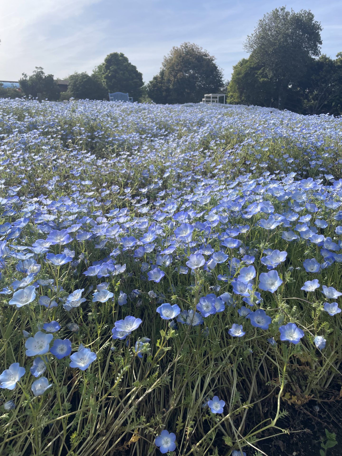 【大分本社】お花見BOOM